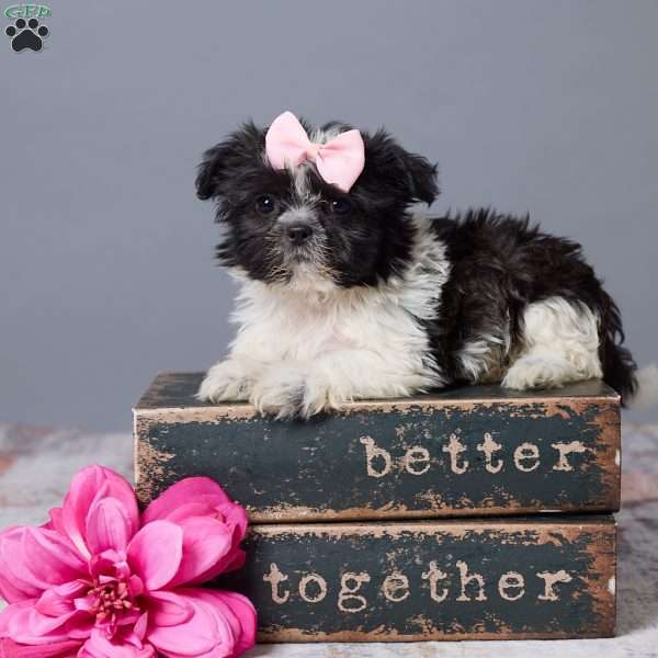 Amber, Shih Tzu Puppy